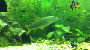 тигровая боция [ Syncrossus hymenophysa ]