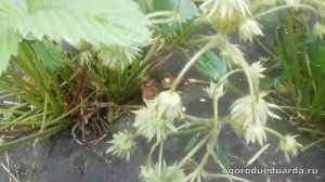 Рассказываю как защитить ягоды клубники и лечить их от гнили