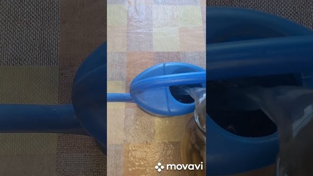 КАК РАЗВЕСТИ УДОБРЕНИЕ ИЗ ОТХОДОВ. ОГОРОД НА КУБАНИ. shorts# смотреть онлайн