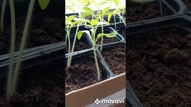 РАССАДА ДЛЯ ШКОЛЬНОЙ ТЕПЛИЦЫ. ОГОРОД НА КУБАНИ. shorts# смотреть онлайн