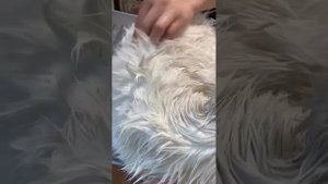 Как отмыть жирную шерсть у кошек?🙀