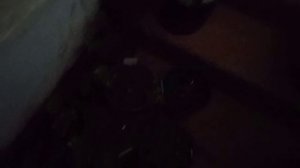 Отправляю хризантему на зимовку.