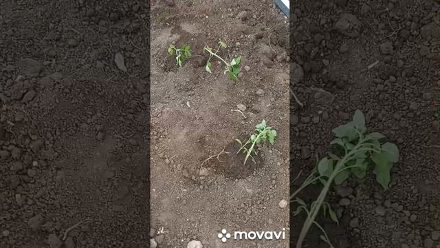 ПРИЖИВАЕМОСТЬ ТАМАТОВ В ШКОЛЬНОЙ ТЕПЛИЦЕ. ОГОРОД НА КУБАНИ. shorts# смотреть онлайн