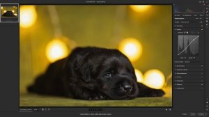 Обработка фотографии черного щенка