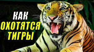 Как тигры охотятся и почему их метод уникален