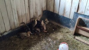 Крутая клетка для уток