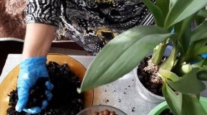 Благоприятное время для пересадки орхидеи КАМБРИИ. Состав грунта.