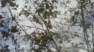 Яблоня сорта "Богатырь" радует своими яблоками даже поздней осень