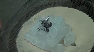 Сухой лед Удивительная подборка экспериментов с сухим льдом! Химия
