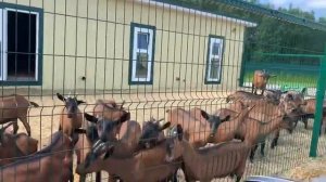 Альпийские козы Австрийской селекции