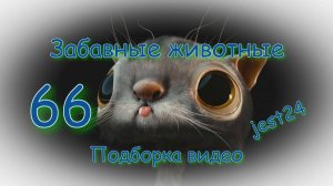 Забавные животные / Подборка видео №66