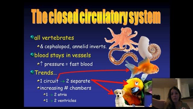 Evolution of Animals!!! смотреть онлайн