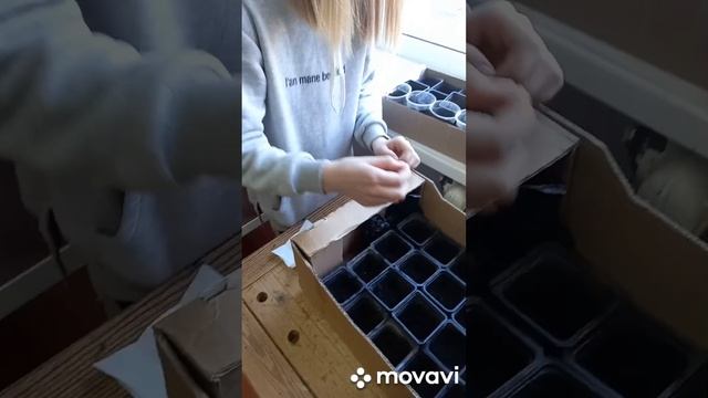 ПОСАДКА ТОМАТОВ И СЛАДКОГО ПЕРЦА, ДЛЯ ШКОЛЬНОЙ ТЕПЛИЦЫ. ОГОРОД НА КУБАНИ.shorts# смотреть онлайн