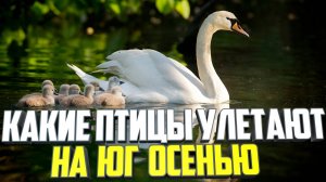 Какие птицы улетают на юг осенью