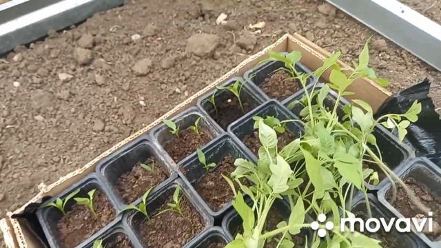 ПОСАДКА ТОМАТОВ В ШКОЛЬНУЮ ТЕПЛИЦУ. ОГОРОД НА КУБАНИ. shorts# смотреть онлайн