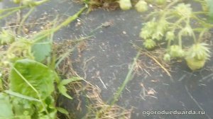 Показываю сколько ягод может дать клубника "Витязь" с куста.