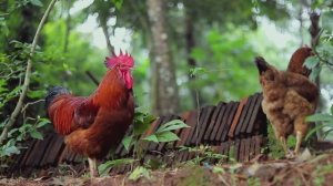 Интересные факты о курочках