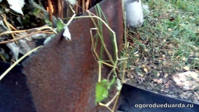 Осенняя очистка сада и огорода. И получение прекрасного удобрения.