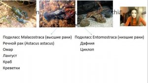 Членистоногие