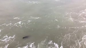 Тихий океан / The Pacific ocean