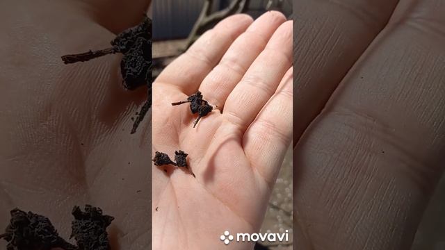 ПОДСКАЖИТЕ ЧТО ЭТО ЗА ДЕРЕВО ?! ОГОРОД НА КУБАНИ. shorts# смотреть онлайн