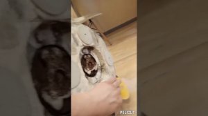 полировка керамогранита черепашками + оксид