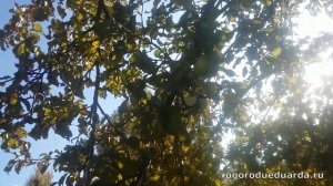 Показываю и рассказываю про  яблоню "Суворовец"