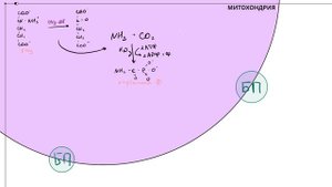 Орнитиновый цикл | За 5 минут