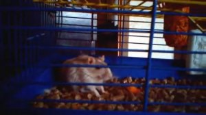 домашние мышки (тушканчики)