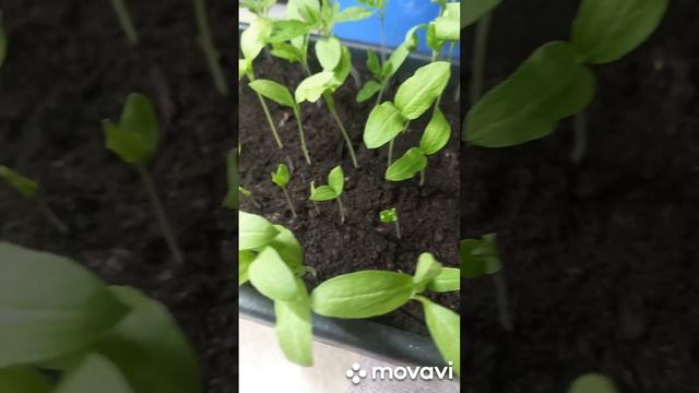 ВСХОДЫ БАКЛАЖАН В 2023ГОДУ. ОГОРОД НА КУБАНИ. shorts# смотреть онлайн