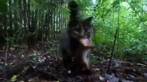 Кошка поймала белку