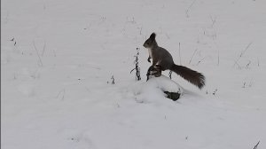 Милейший бельчонок и хитрая ворона #воронаворует #покормибелку ❤ 🐿️