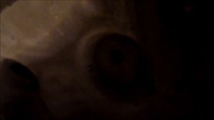 Рено Кангу 2006 г.в. мелкий ремонт подкрылка. Renoult Kangoo.