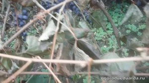 Показываю почему виноград в Подмосковье лучше сажать по стене дома