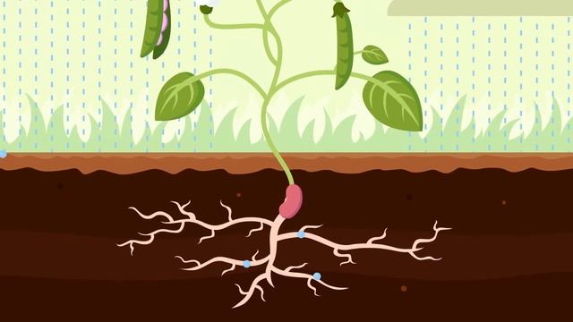 Корневая система смотреть онлайн