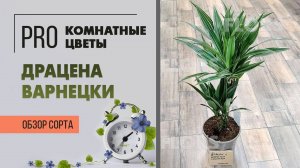 Драцена Варнецки. Одноствольная и двухствольная. Обзор сорта. Красивая и непростая драцена.