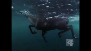 Жак Кусто / О.СВ.ЛАВРЕТИЯ - ЛЕСТНИЦА В МОРЕ  / st. Lawrence stairway to the sea 1982 г