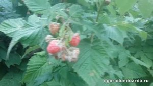 Рассказываю про сроки посадки ремонтантной малины.