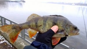 Рыбалка Химкинское водохранилище. 16.11.2024