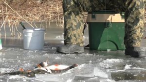 Первый выход на лед 2020 Зимняя рыбалка в Астрахани Ловля на жерлицы и балансир