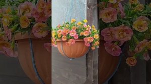 Калибрахоа в моём саду