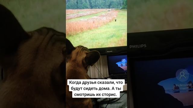 Французский бульдог