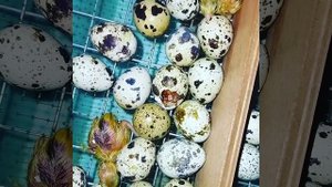 Как вылупляются птенцы🐣?