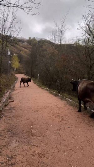 По Кисловодскому парку с командой горных коров