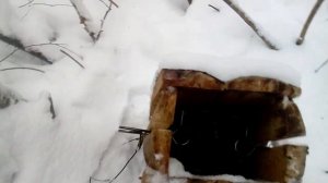 Охота ну куницу. Не везёт - и как с этим бороться?