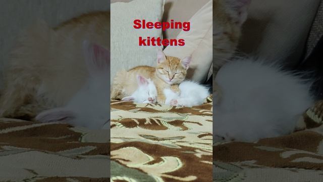 Спящие котята ❤😻❤😻. Шорты.