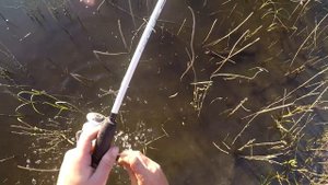 Сазаны ломают сторожки Сом утаскивает спиннинг Удачная рыбалка на Ахтубе