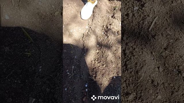 УКРОП АТАМАН. ПОСАДКА В ОТКРЫТЫЙ ГРУНТ В 2023 ГОДУ. ОГОРОД НА КУБАНИ. shorts# смотреть онлайн