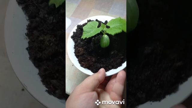 ПЕРКСАДКА ОГУРЦА КВАРТИРАНТ В КАШПО И ПЕРВЫЙ ОГУРЧИК!!!! ОГОРОД НА КУБАНИ. shorts# смотреть онлайн