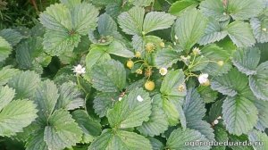 Не ремонтантная клубника сорта Кент, хочет осенью дать второй урожай.